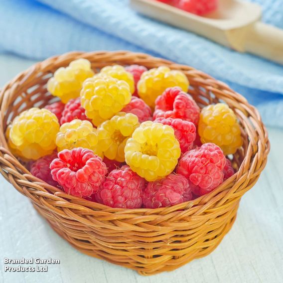 Raspberry 'Twotimer Sugana Duo' (Everbearing)
