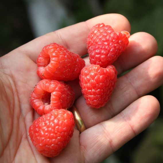 Raspberry 'Twotimer Sugana' (Everbearing)
