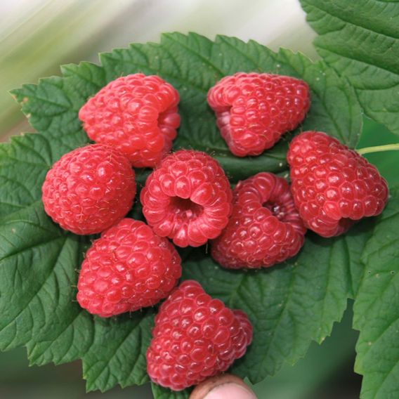 Raspberry 'Twotimer Sugana' (Everbearing)