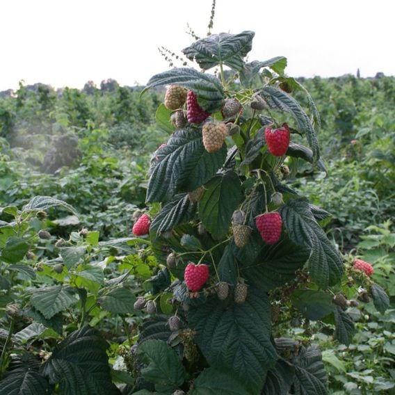 Raspberry 'Twotimer Sugana' (Everbearing)