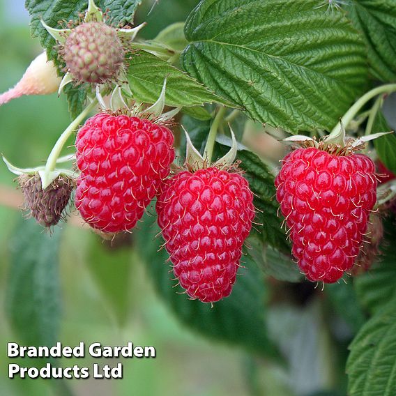 Raspberry 'Summer Lovers Patio Red' (Patio fruit)