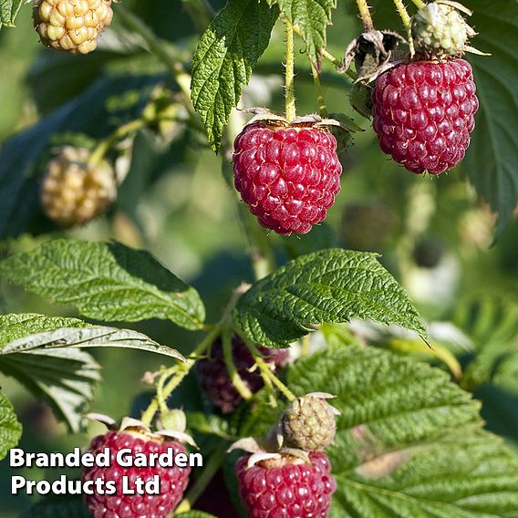 Raspberry 'Little Sweet Sister'