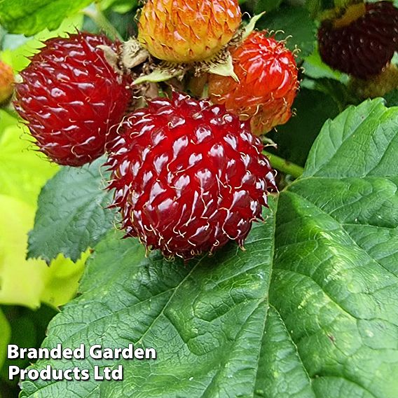 Rubus 'Hararasp' (Raspberry Tree)