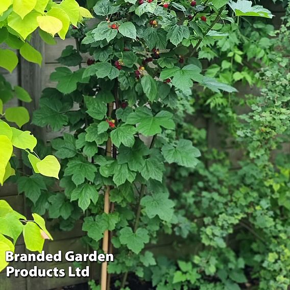 Rubus 'Hararasp' (Raspberry Tree)