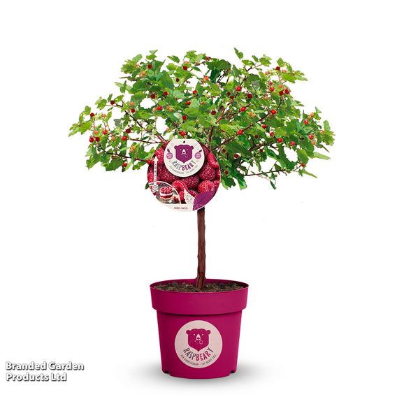 Rubus 'Hararasp' (Raspberry Tree)