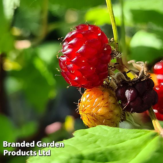 Rubus 'Hararasp' (Raspberry Tree)