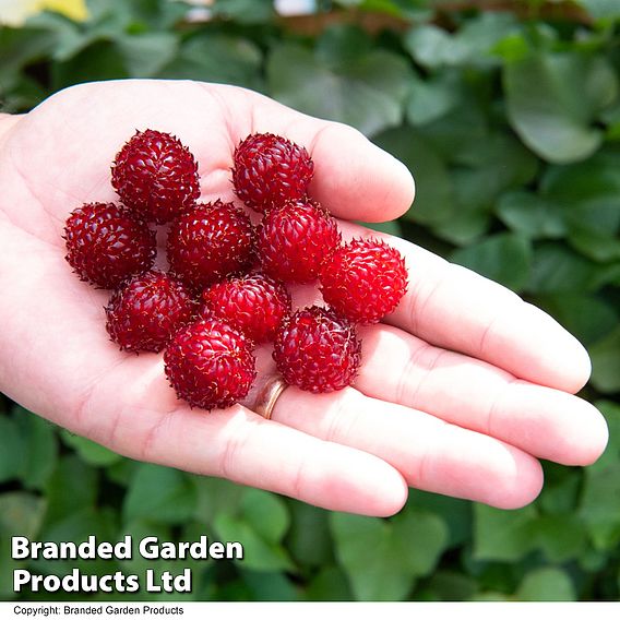 Rubus 'Hararasp' (Raspberry Tree)