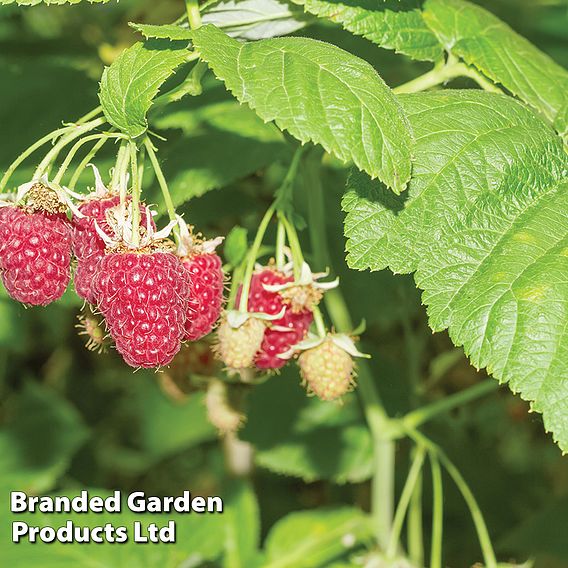 Raspberry 'Tulameen' (Late Summer fruiting)