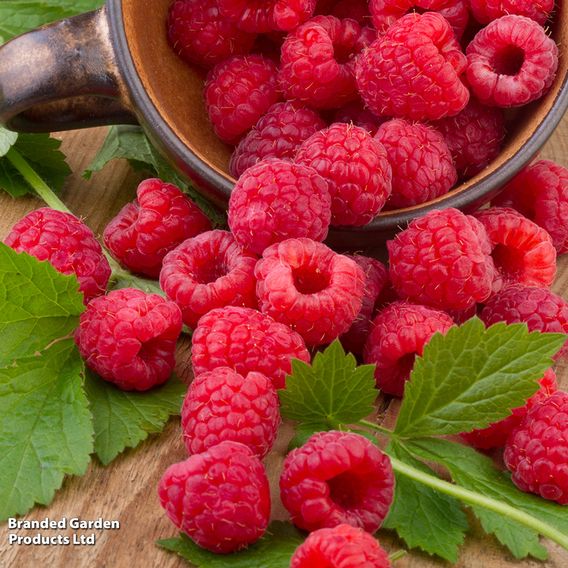 Raspberry 'Yummy'