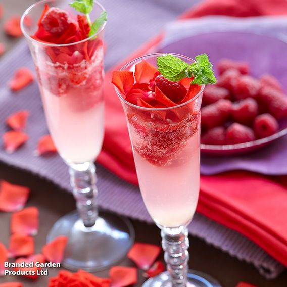 Raspberry 'Yummy'