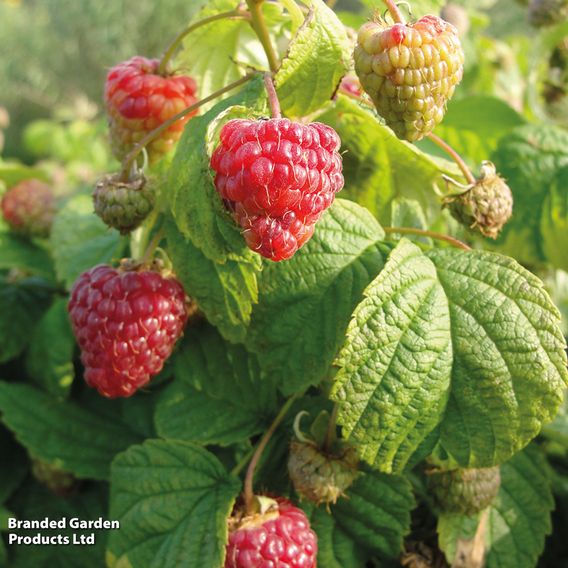 Raspberry 'Yummy'