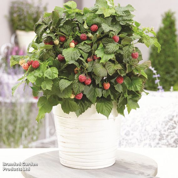 Raspberry 'Yummy'