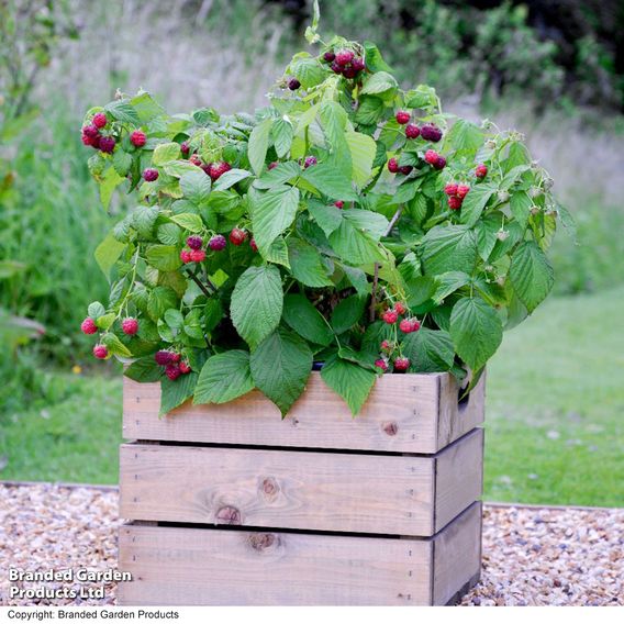 Raspberry 'Yummy'