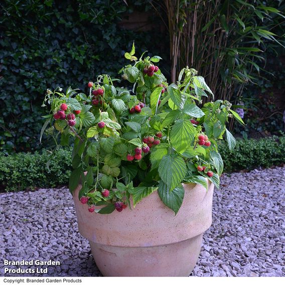 Raspberry 'Yummy'