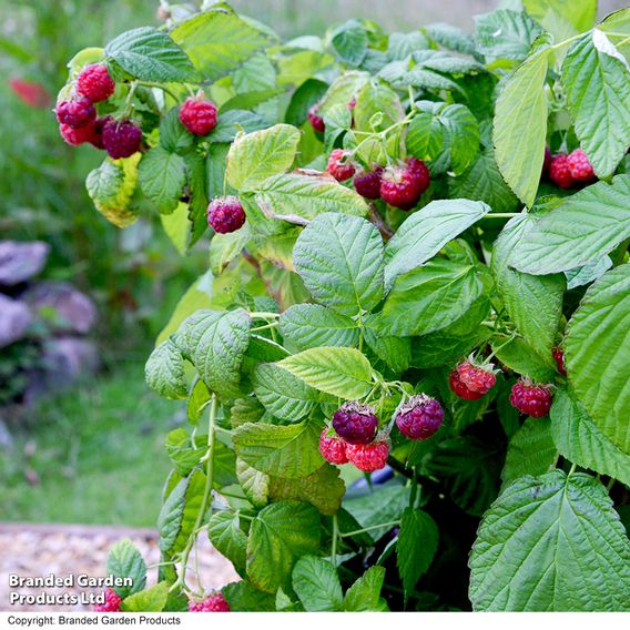 Raspberry 'Yummy'