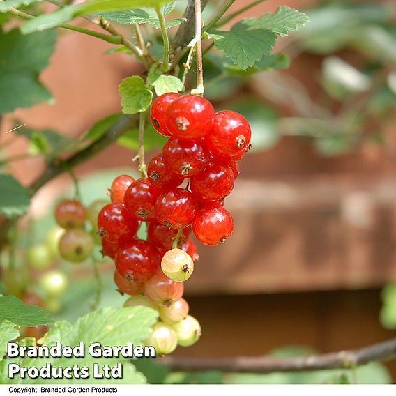 Redcurrant 'Jonkheer van Tets'