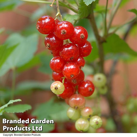 Redcurrant 'Jonkheer van Tets'