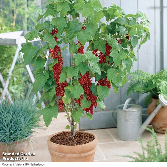 Redcurrant 'Rovada'