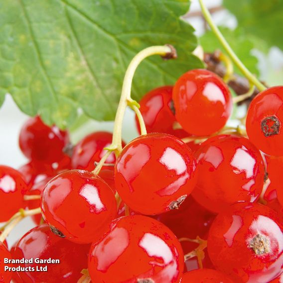 Redcurrant 'Rovada'