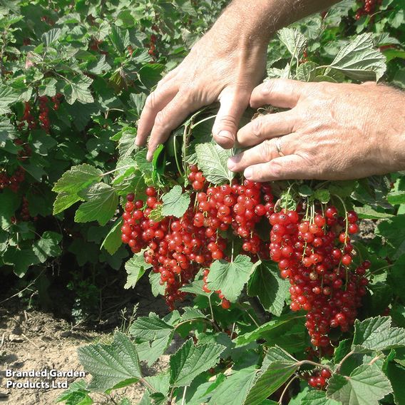 Redcurrant 'Rovada'