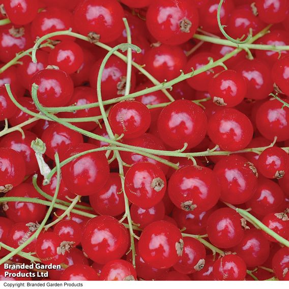 Redcurrant 'Rovada'