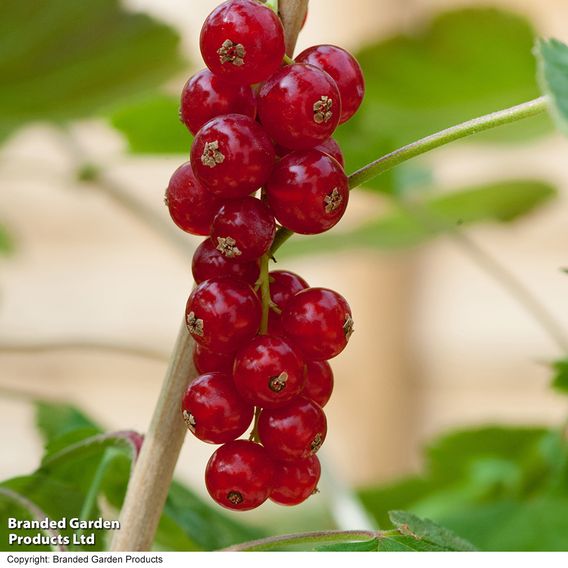 Redcurrant 'Rovada'