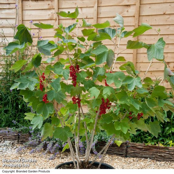 Redcurrant 'Rovada'