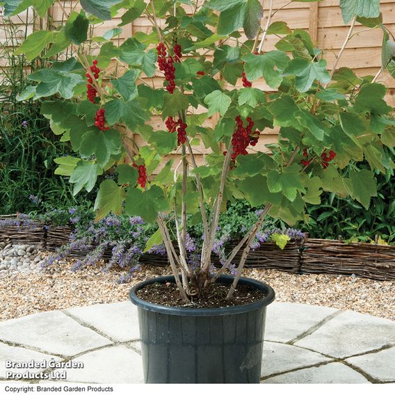Redcurrant 'Rovada'