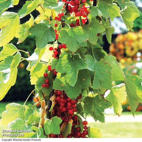Redcurrant 'Rovada'