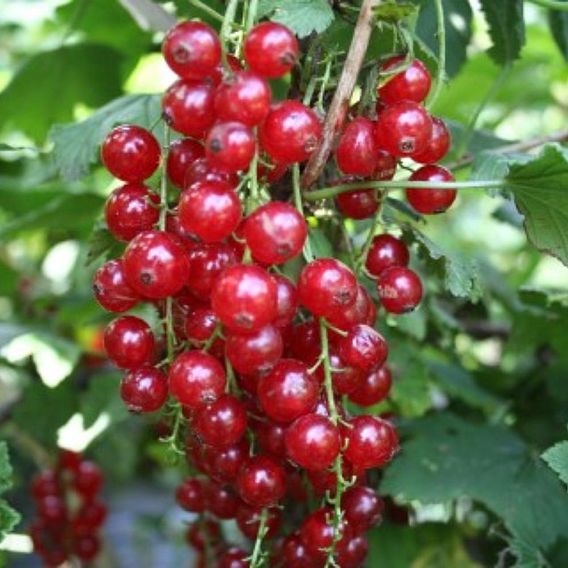 Redcurrant 'Summer Pearls Red'