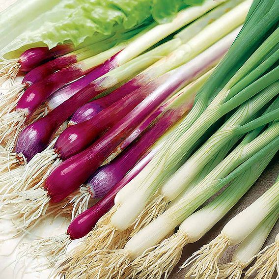 Onion (Salad) 'Red & White Mix' - Seeds