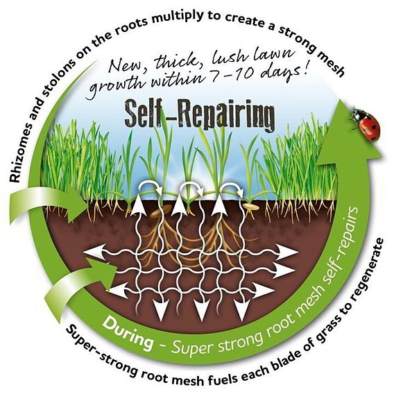 Rapid Green Self-Repairing Lawn Seed
