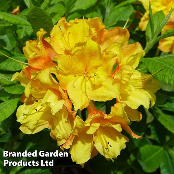 Rhododendron 'Glowing Embers' (Azalea Group)