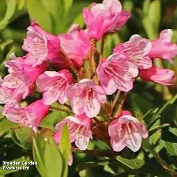 Rhododendron 'Bloombux Magenta'
