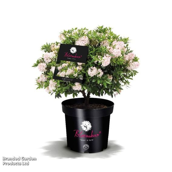 Rhododendron 'Bloombux Pink'