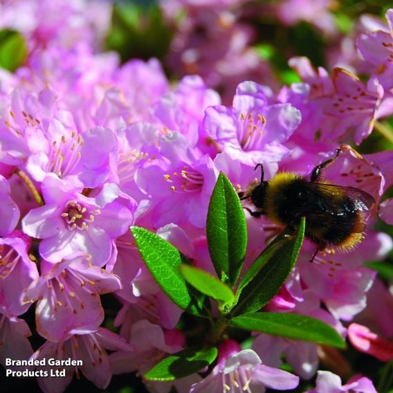 Rhododendron 'Bloombux Pink'
