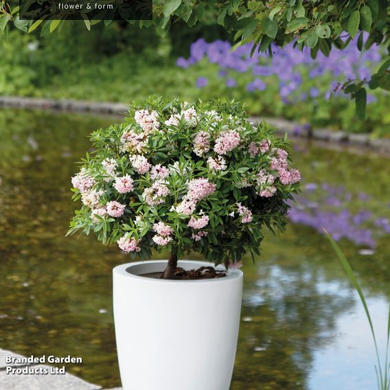 Rhododendron 'Bloombux Pink'