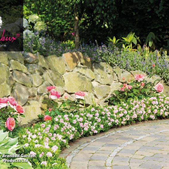Rhododendron 'Bloombux Pink'