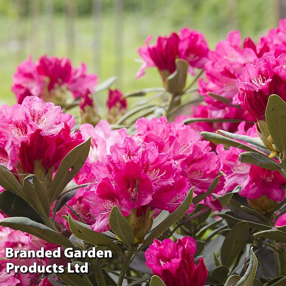 Rhododendron 'Conny' (Azalea Group)