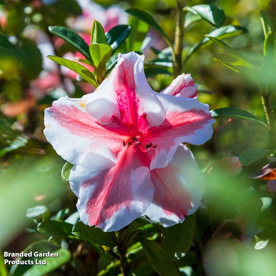 Rhododendron 'Encore Autumn Starburst' (Azalea Group)