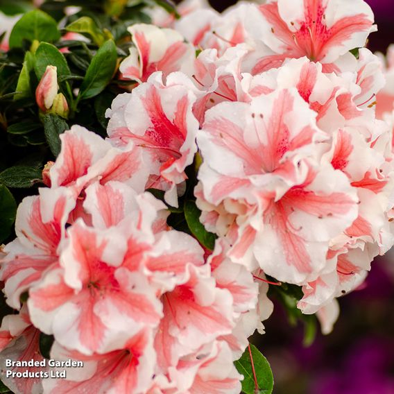 Rhododendron 'Encore Autumn Starburst' (Azalea Group)