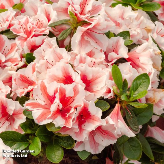 Rhododendron 'Encore Autumn Starburst' (Azalea Group)
