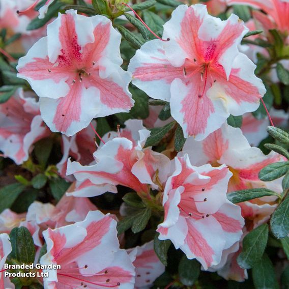 Rhododendron 'Encore Autumn Starburst' (Azalea Group)