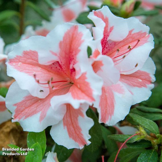 Rhododendron 'Encore Autumn Starburst' (Azalea Group)