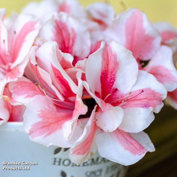 Rhododendron 'Encore Autumn Starburst' (Azalea Group)