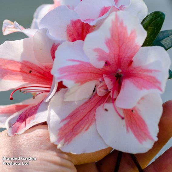 Rhododendron 'Encore Autumn Starburst' (Azalea Group)