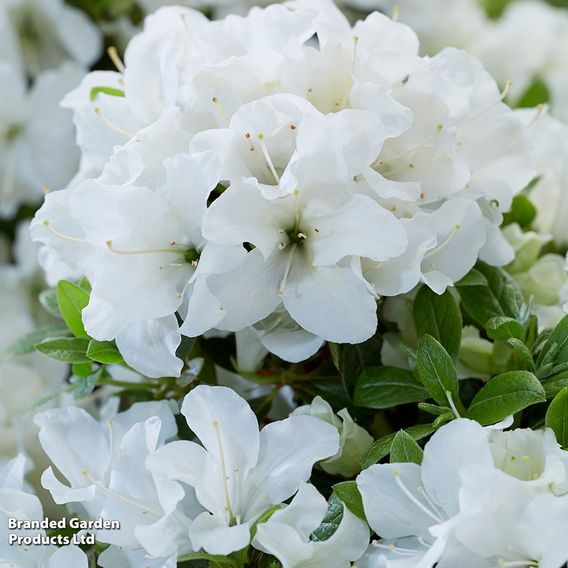 Rhododendron 'Encore Pure White' (Azalea Group)