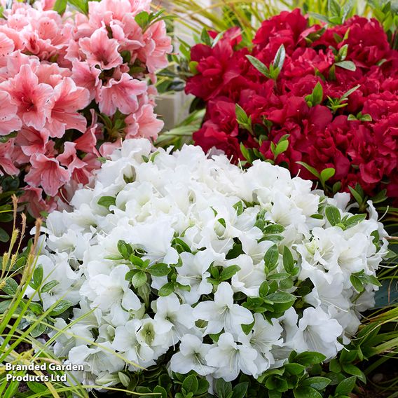 Rhododendron 'Encore Pure White' (Azalea Group)