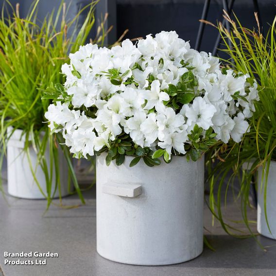 Rhododendron 'Encore Pure White' (Azalea Group)