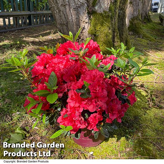 Rhododendron 'Encore Autumn Fire' (Azalea Group)